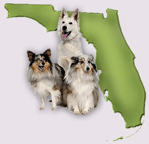 Florida Dogs